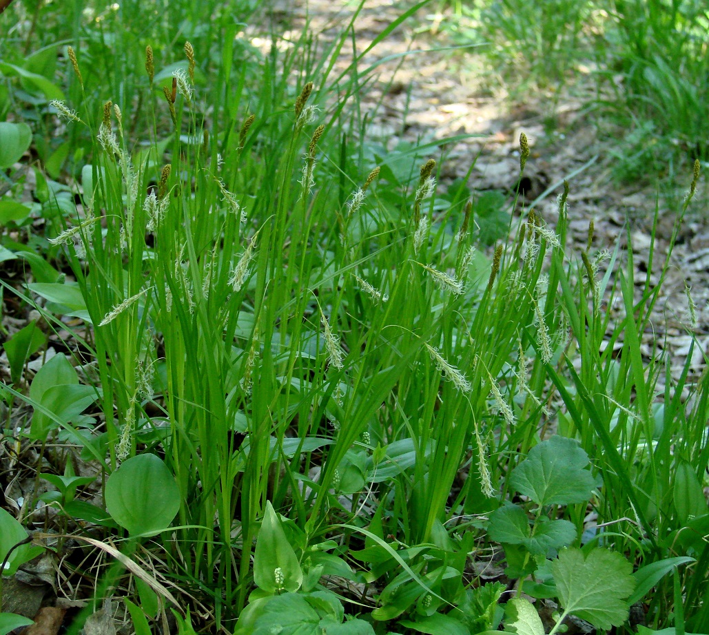 Image of Carex arnellii specimen.