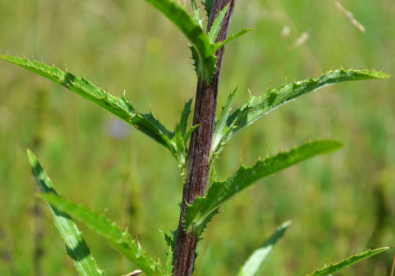 Изображение особи Carlina biebersteinii.