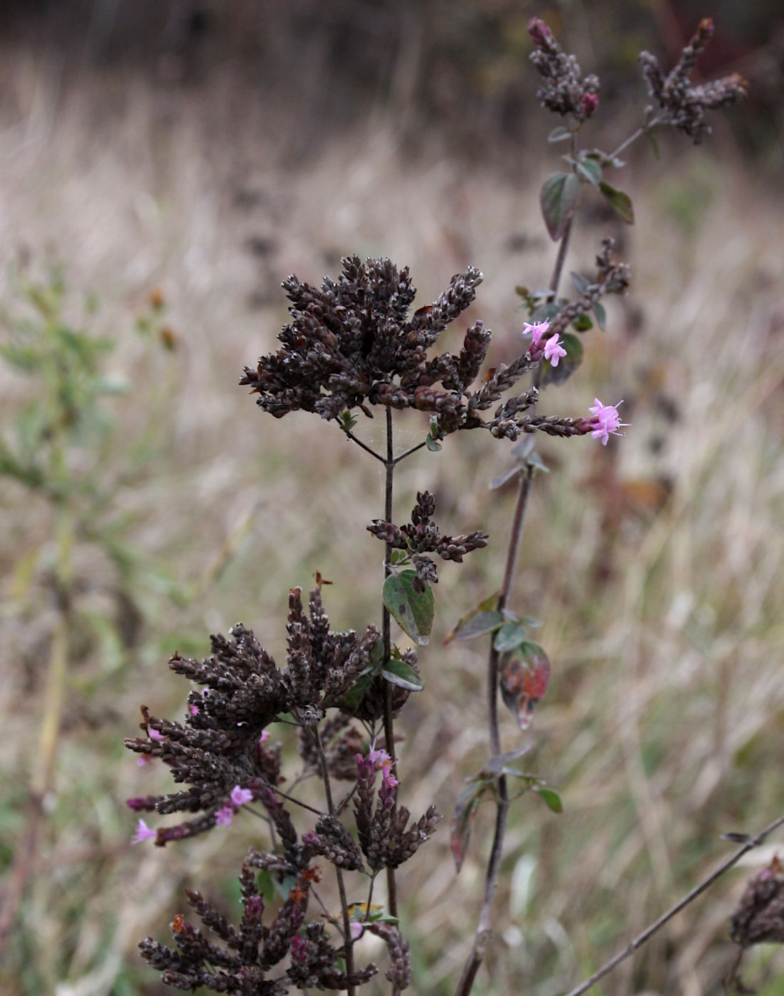 Image of Origanum vulgare specimen.