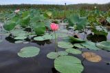 Nelumbo caspica. Цветущее растение. Астраханская обл., Лиманский р-н, окр. с. Воскресеновка, ерик Семёновский банк, в воде. 21.08.2020.