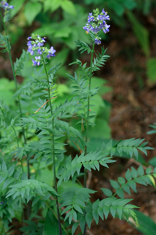 Image of Polemonium caeruleum specimen.