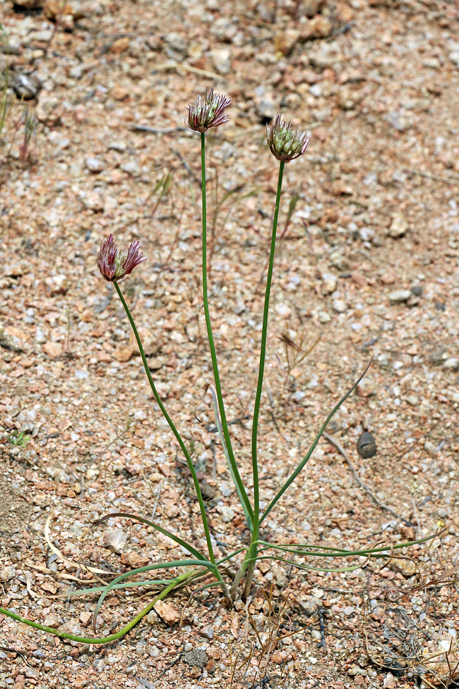 Image of Allium inconspicuum specimen.