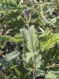 Salvia stepposa. Верхушка побега с развивающимся соцветием. Пермский край, Кунгурский р-н, окр. с. Плехановское, окр. ур. Спасская гора, разнотравный луг. 05.06.2021.