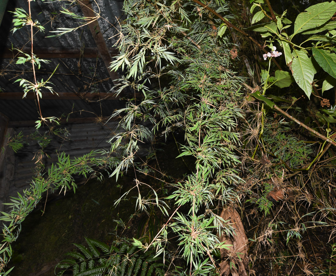 Image of familia Poaceae specimen.