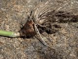 Смотреть изображение Allium altaicum