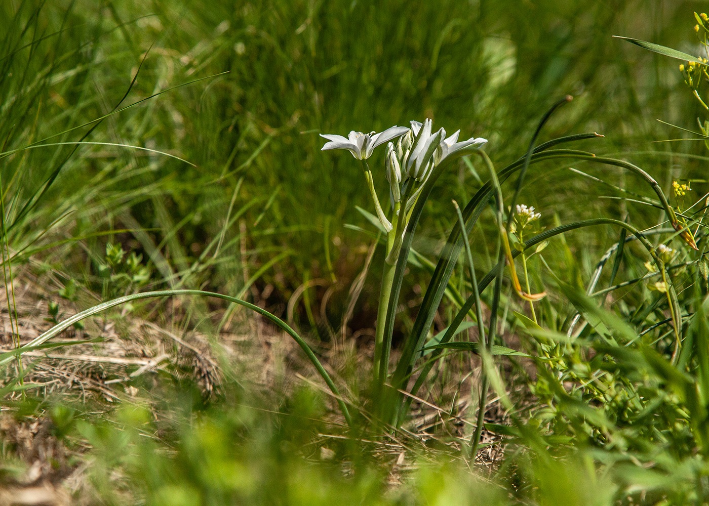 Изображение особи Ornithogalum navaschinii.