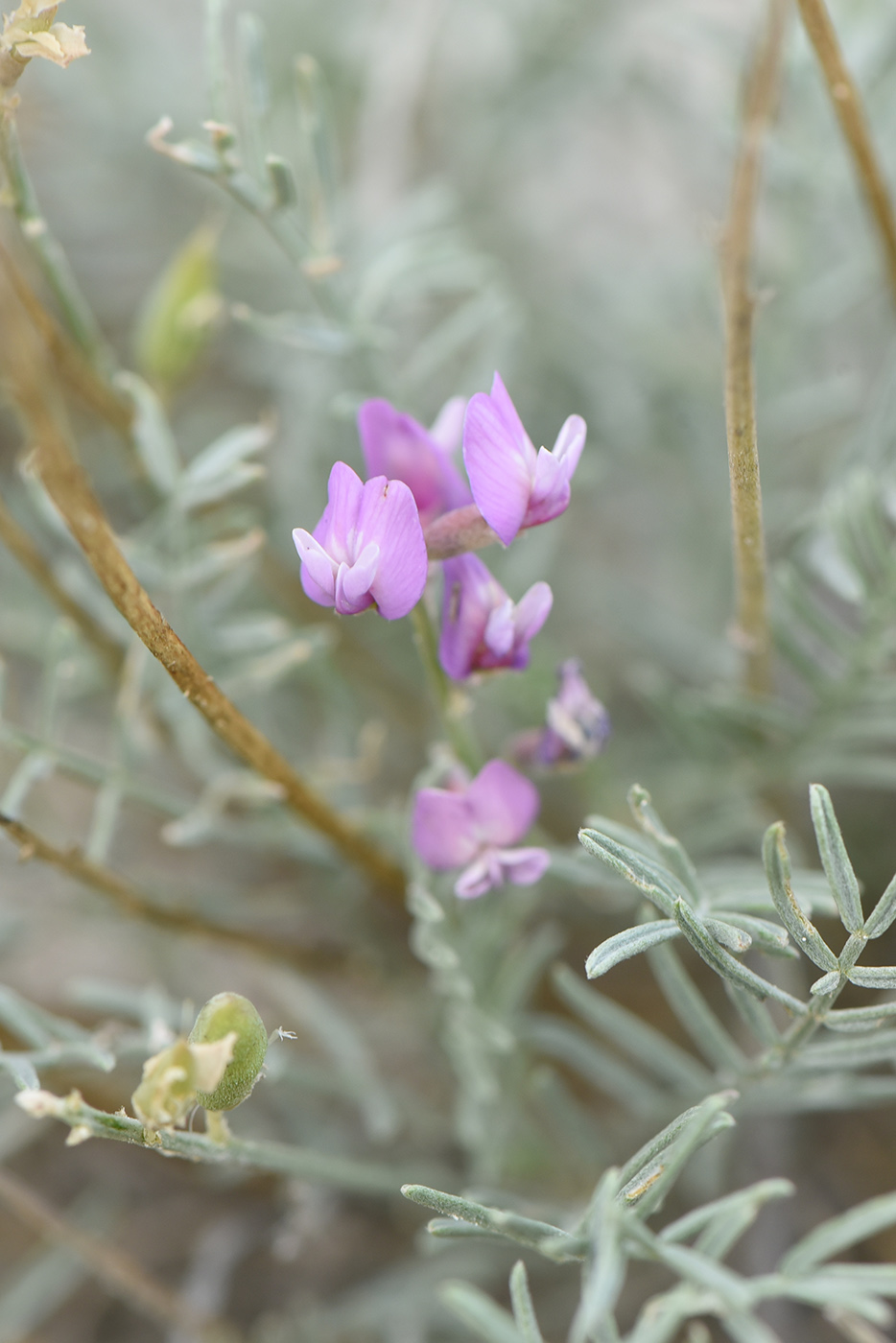 Изображение особи Astragalus tauricus.