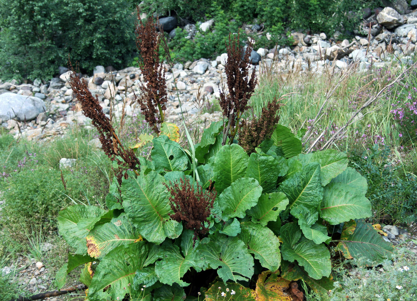 Image of Rumex alpinus specimen.