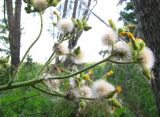 Sonchus palustris