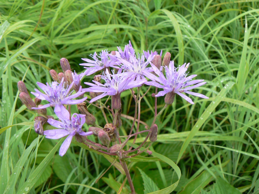 Изображение особи Lactuca sibirica.