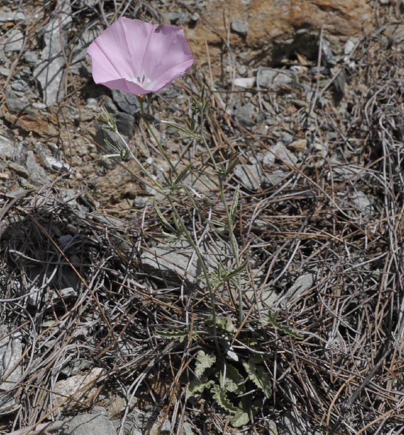 Image of Convolvulus althaeoides ssp. tenuissimus specimen.