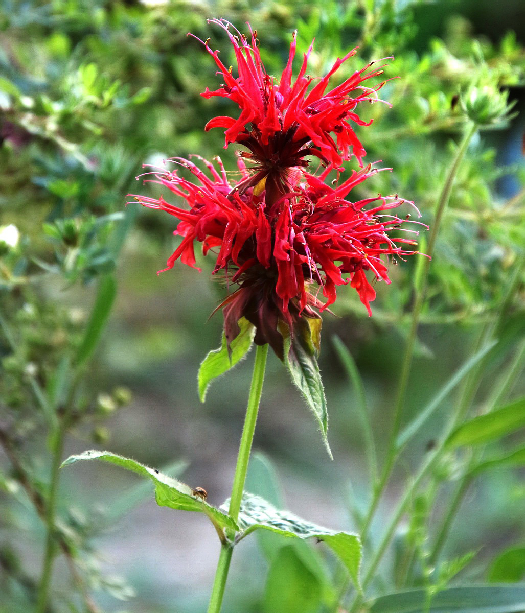 Изображение особи Monarda didyma.