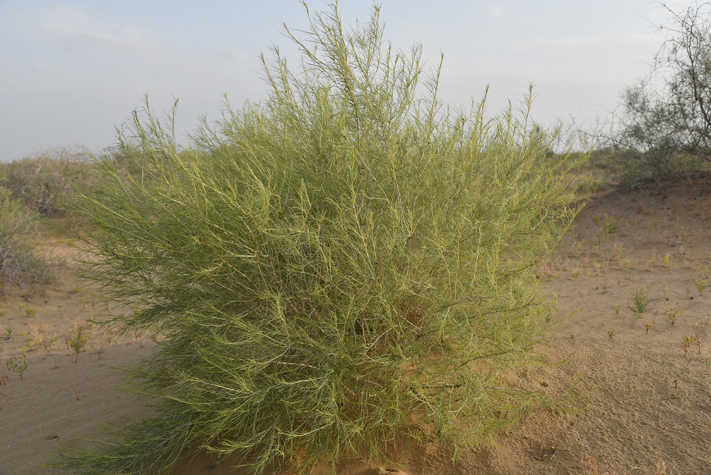 Image of Salsola richteri specimen.