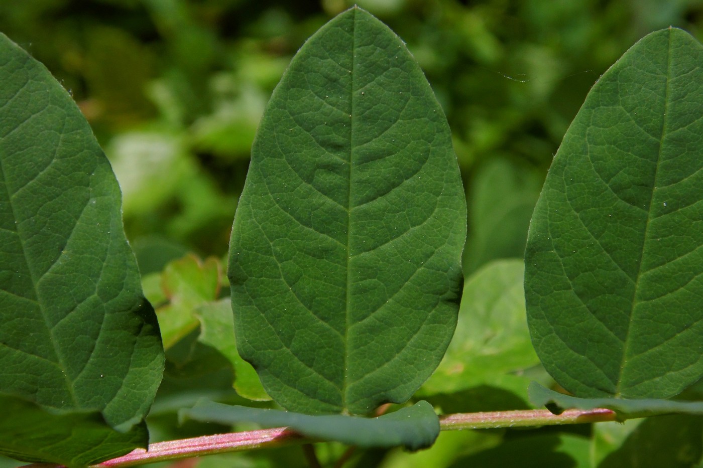 Изображение особи Astragalus glycyphyllos.