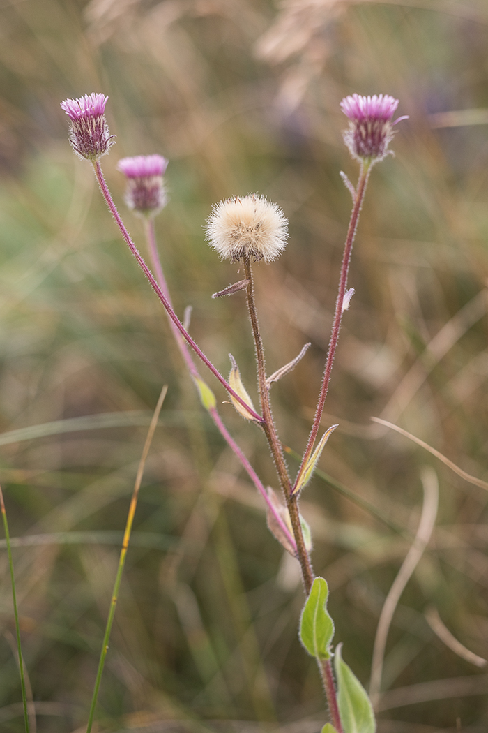 Image of Erigeron uniflorus specimen.