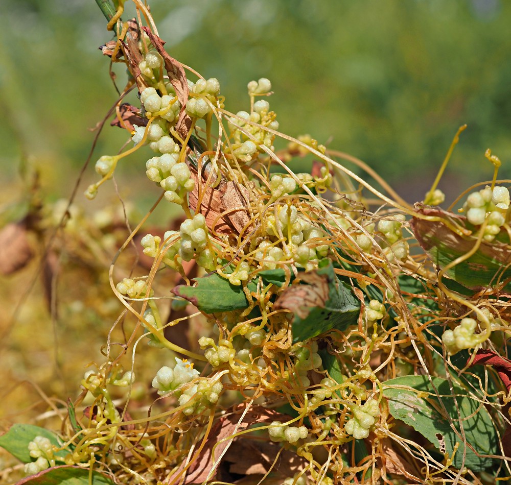 Image of Cuscuta campestris specimen.