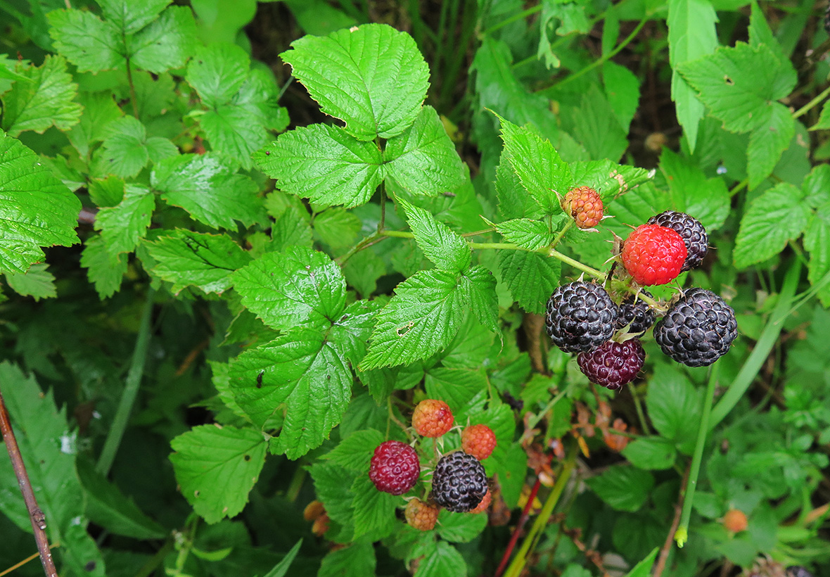 Image of Rubus occidentalis specimen.