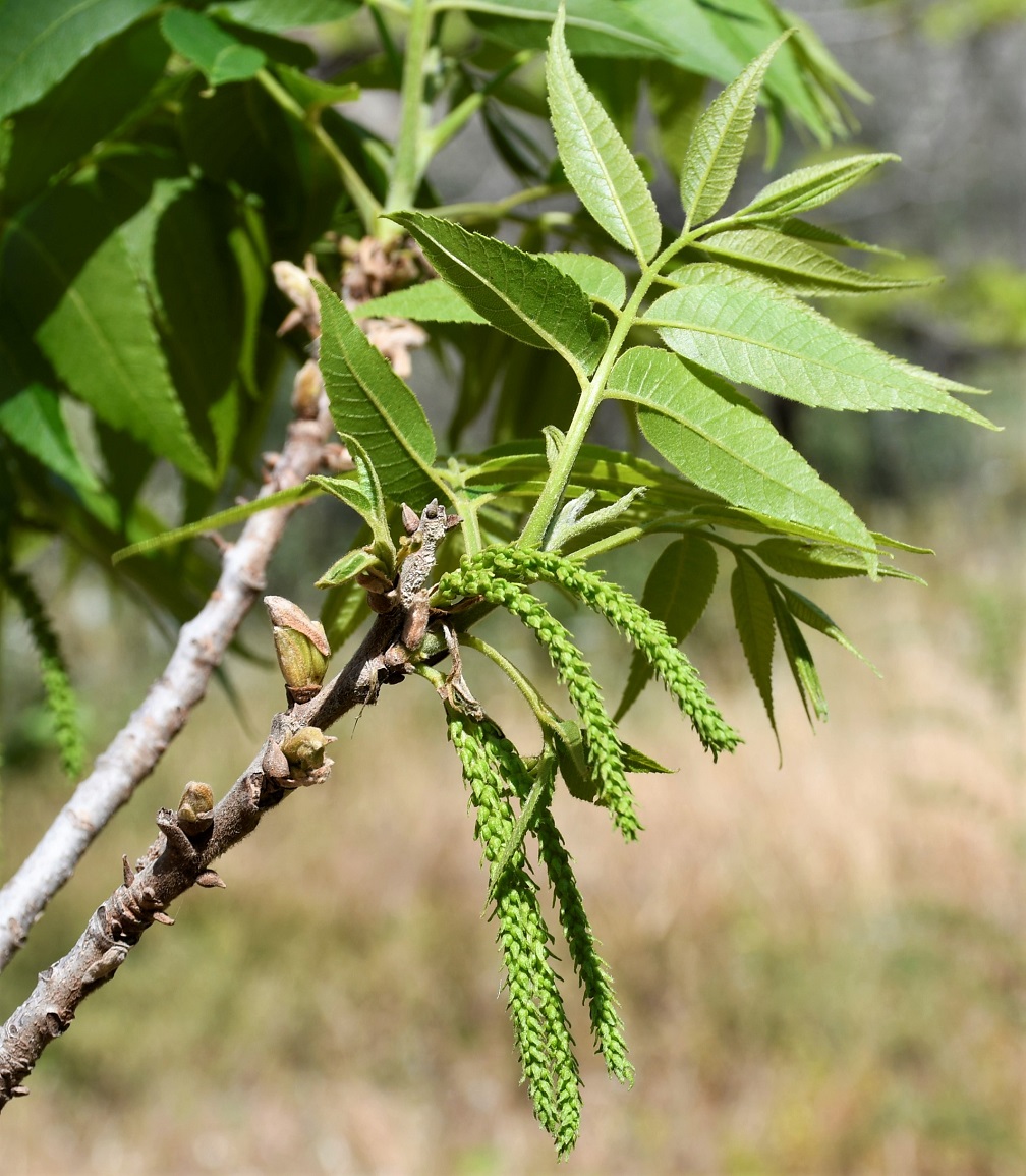 Image of Carya illinoinensis specimen.