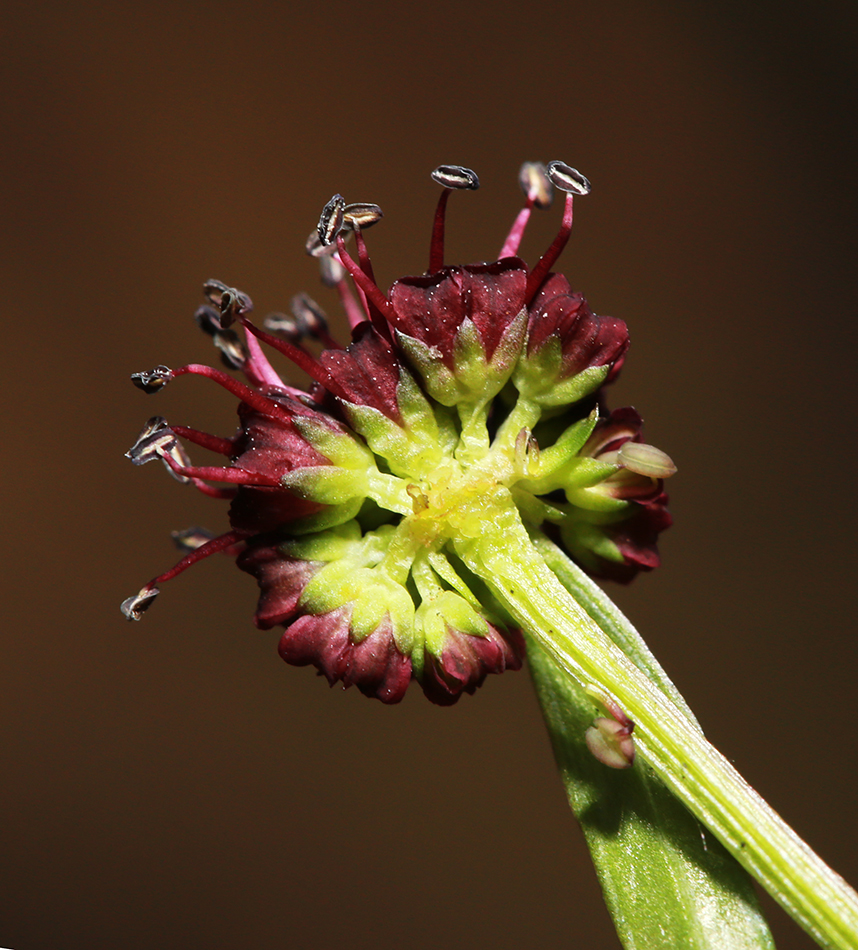 Image of Sanicula rubriflora specimen.