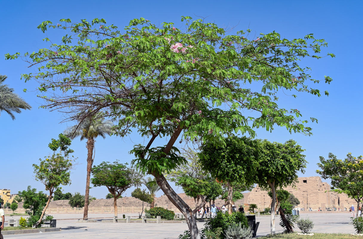 Image of Cassia javanica specimen.