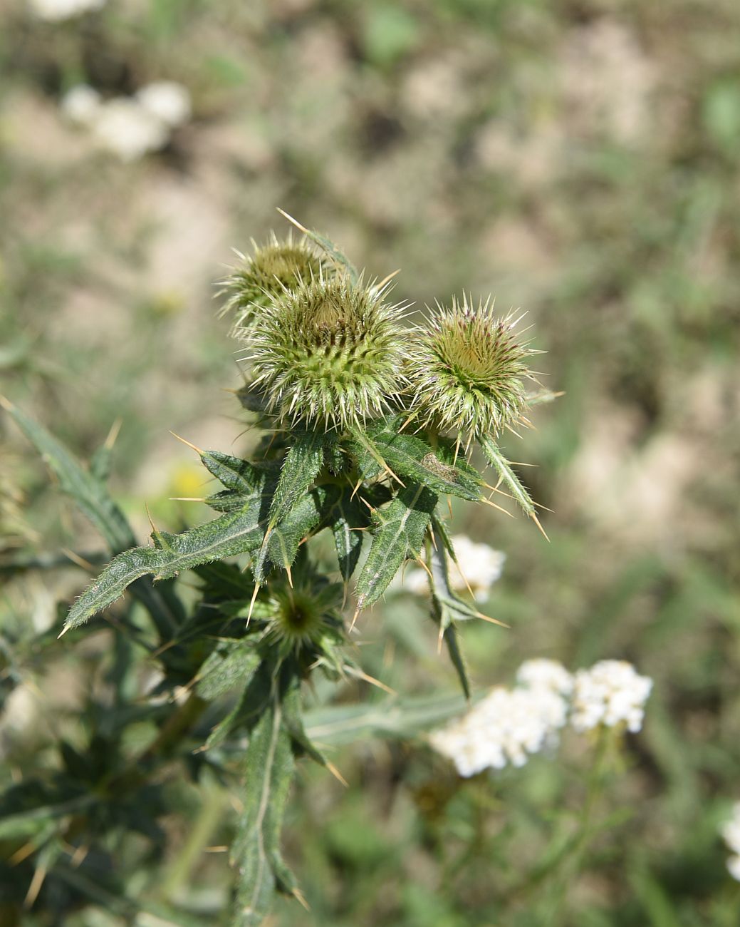 Image of Cirsium ciliatum specimen.