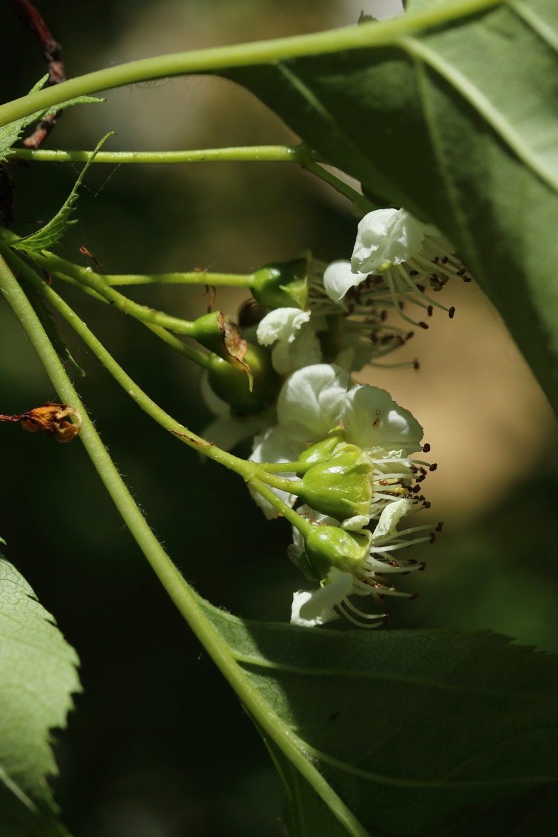 Image of genus Crataegus specimen.