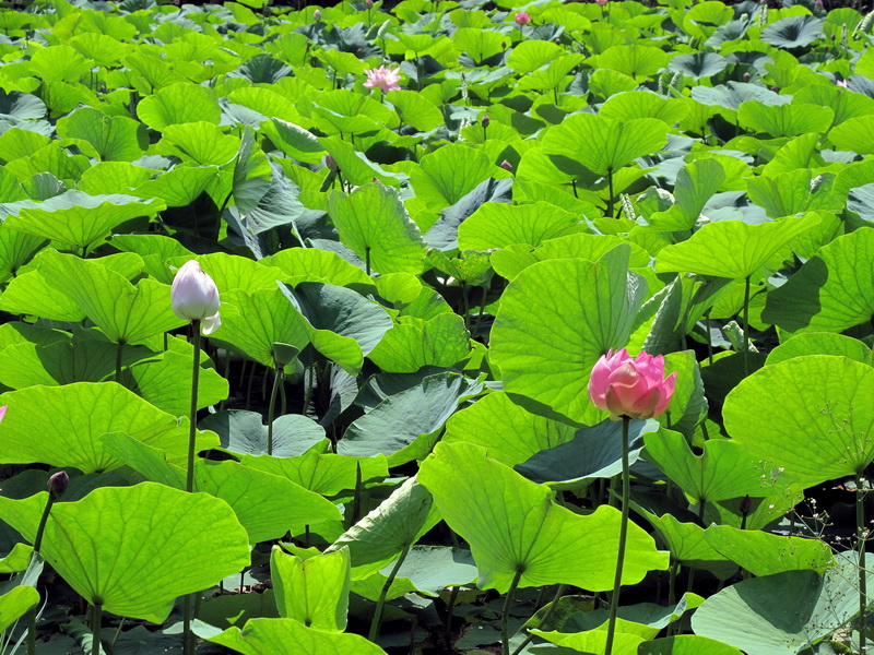 Image of Nelumbo komarovii specimen.