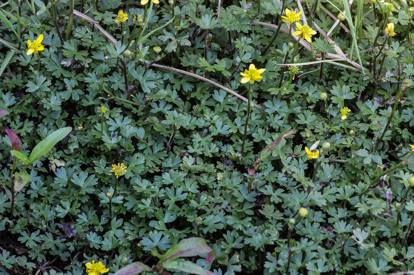 Image of Ranunculus gmelinii specimen.