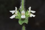 Stachys setifera