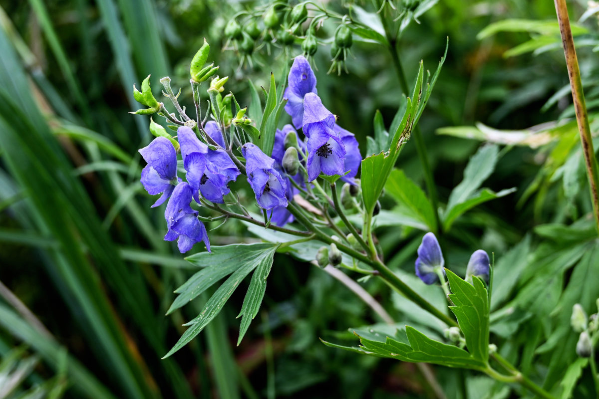 Image of Aconitum maximum specimen.