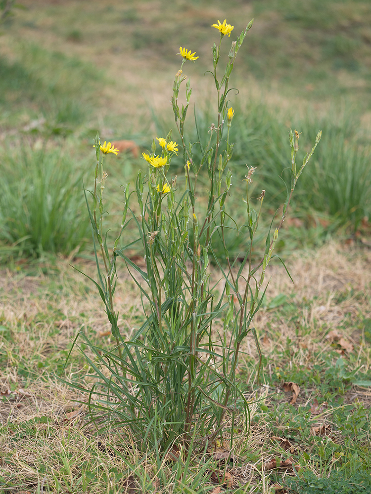 Изображение особи Tragopogon dasyrhynchus.