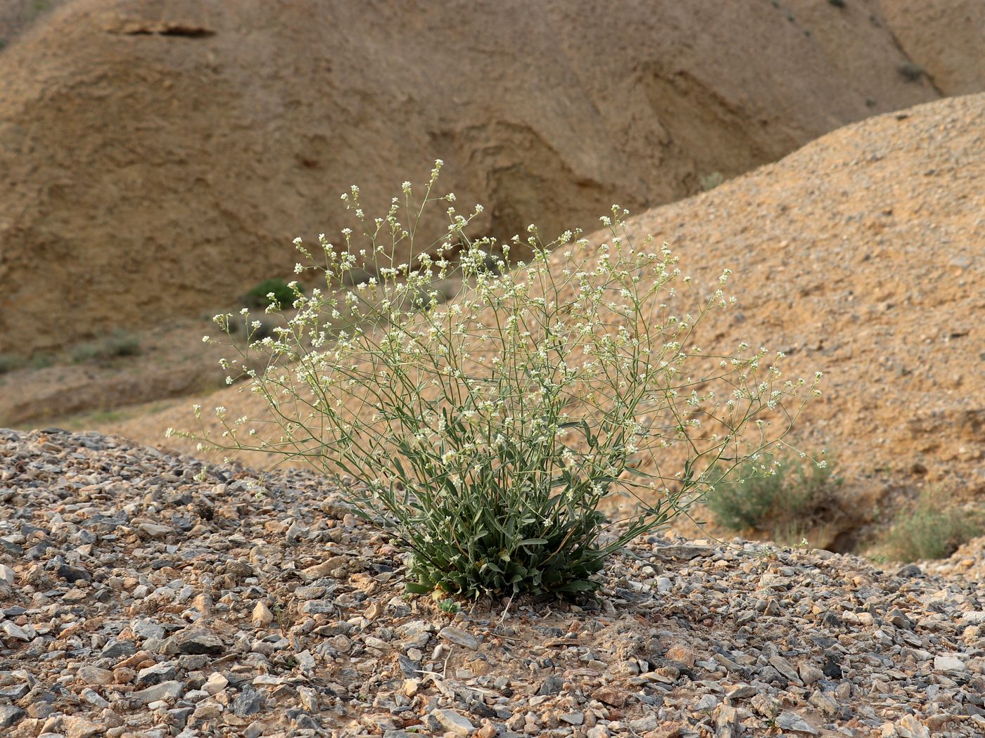 Изображение особи Lepidium subcordatum.