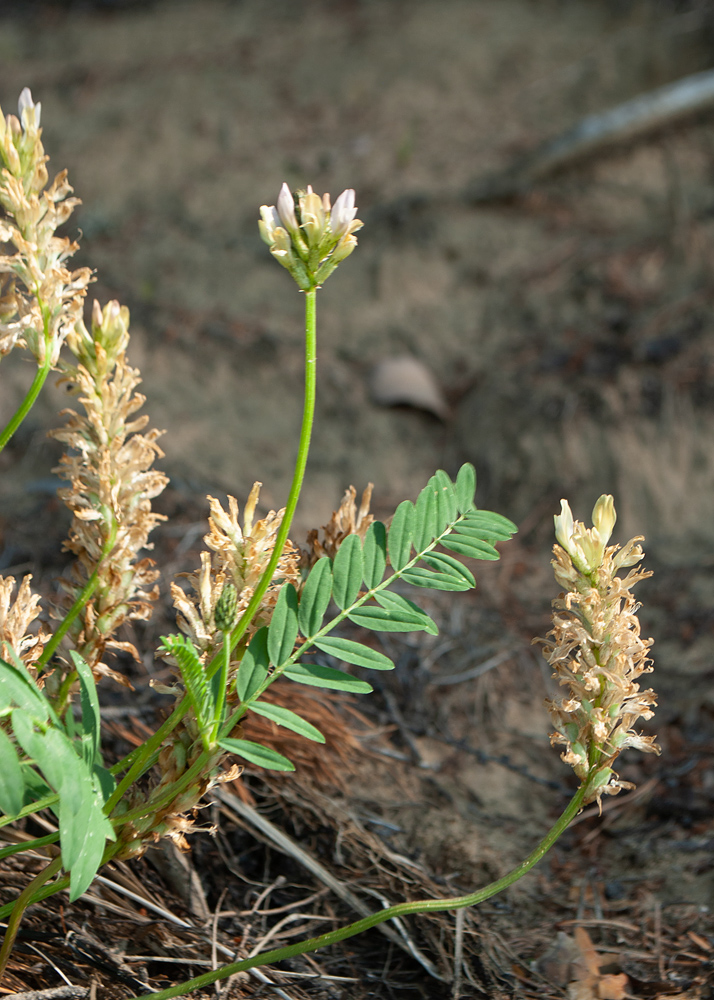 Изображение особи Astragalus inopinatus.