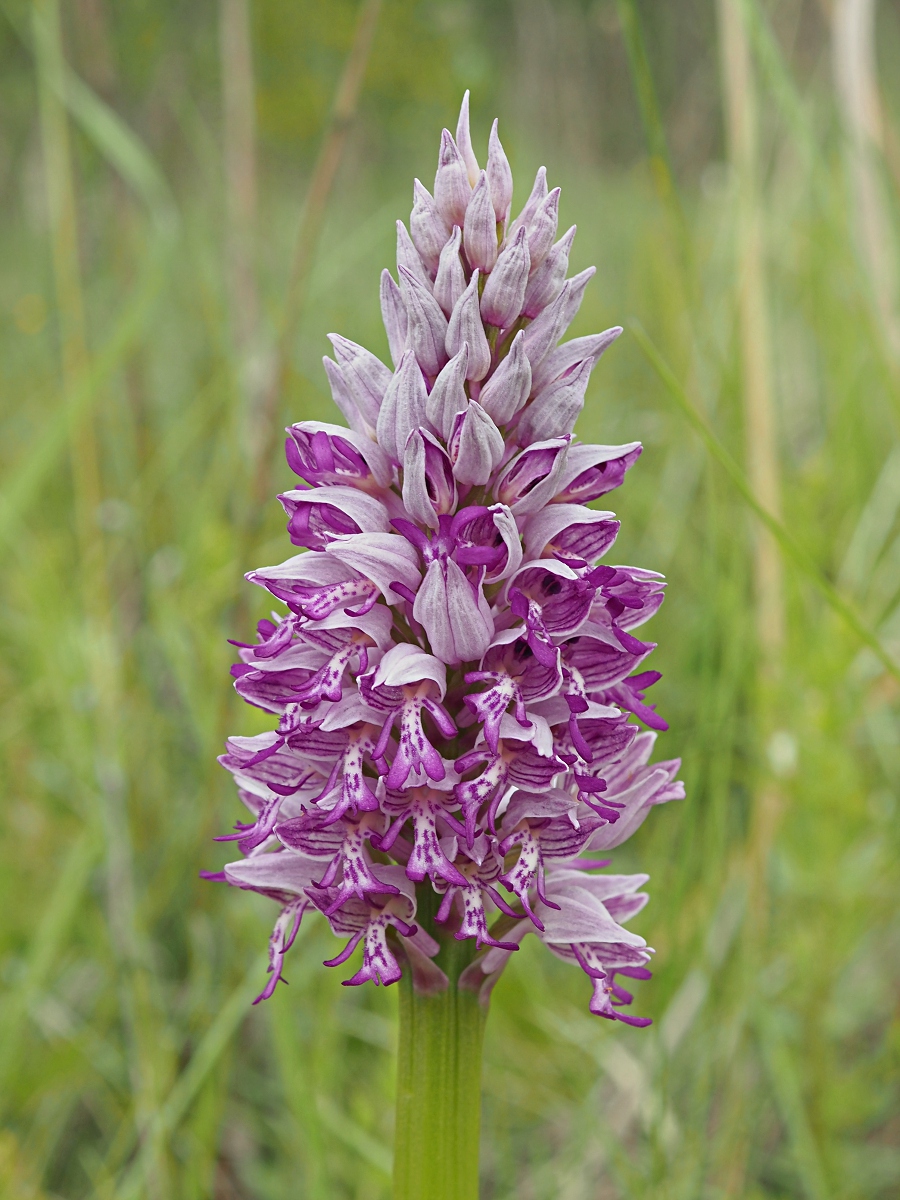 Image of Orchis militaris specimen.