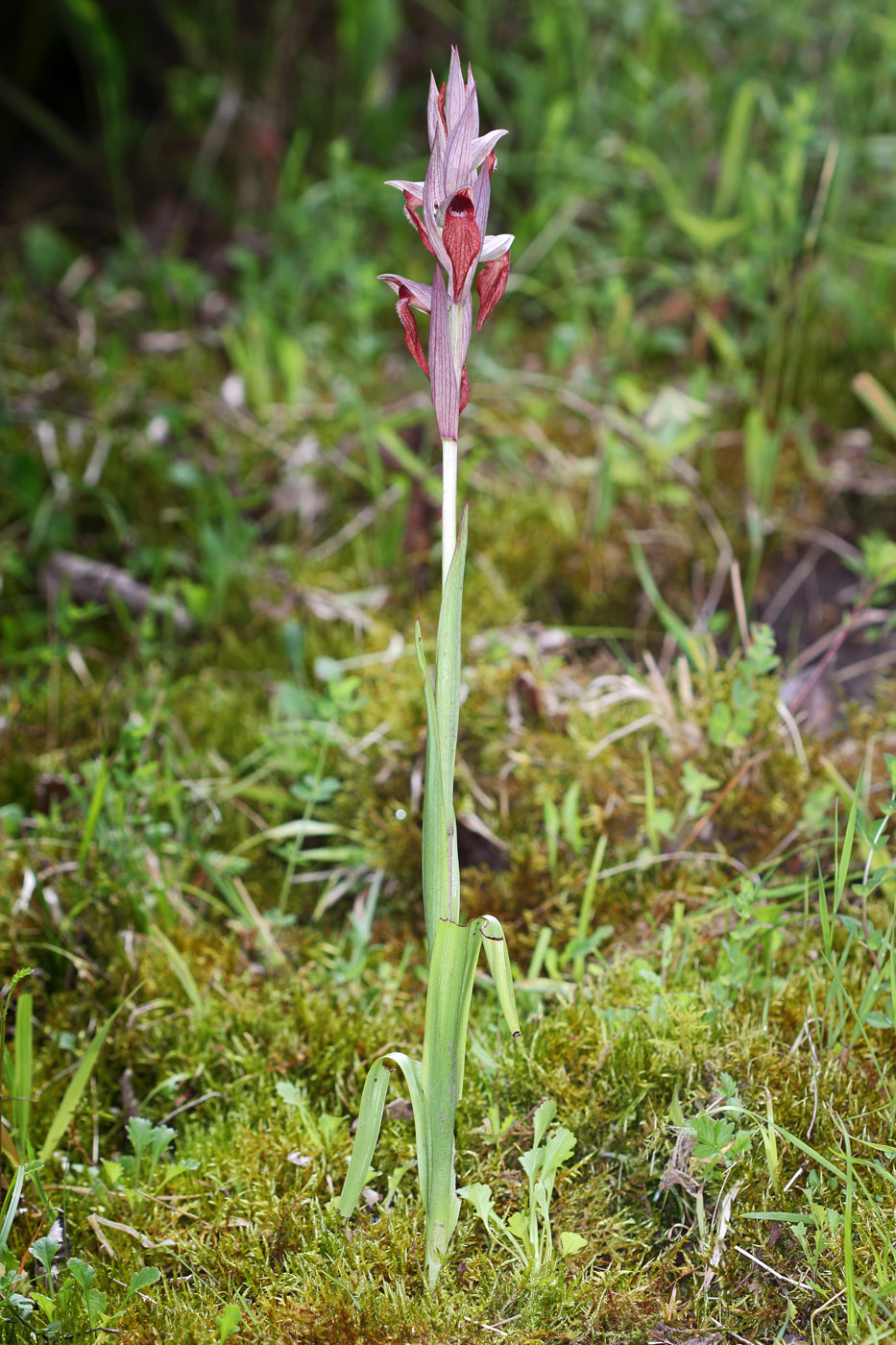 Image of Serapias orientalis ssp. feldwegiana specimen.