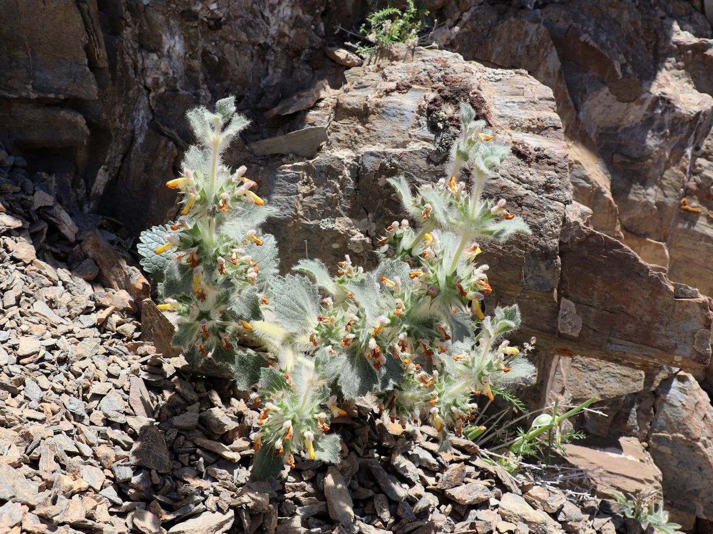 Image of Paraeremostachys anisochila specimen.