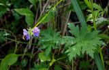 Geranium erianthum. Верхушка цветущего растения с кормящейся пчелой. Сахалин, Корсаковский гор. округ, оз. Буссе, приморский луг. 26.08.2022.