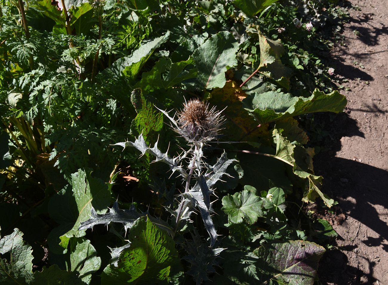 Image of genus Cirsium specimen.