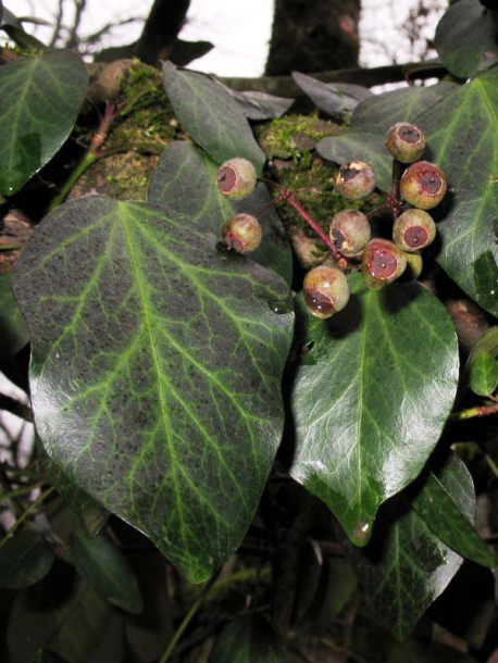 Image of Hedera pastuchovii specimen.