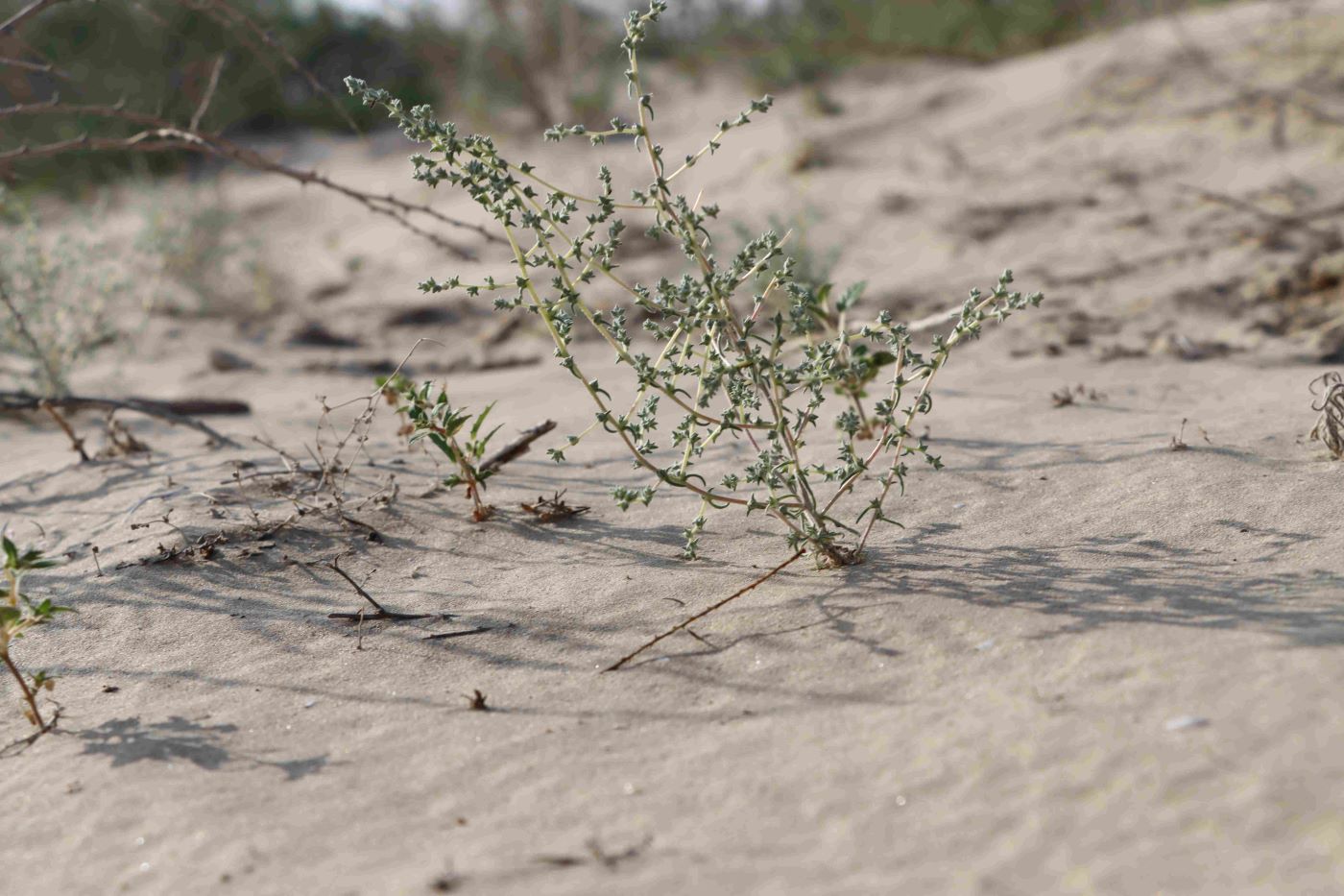 Изображение особи Salsola orientalis.