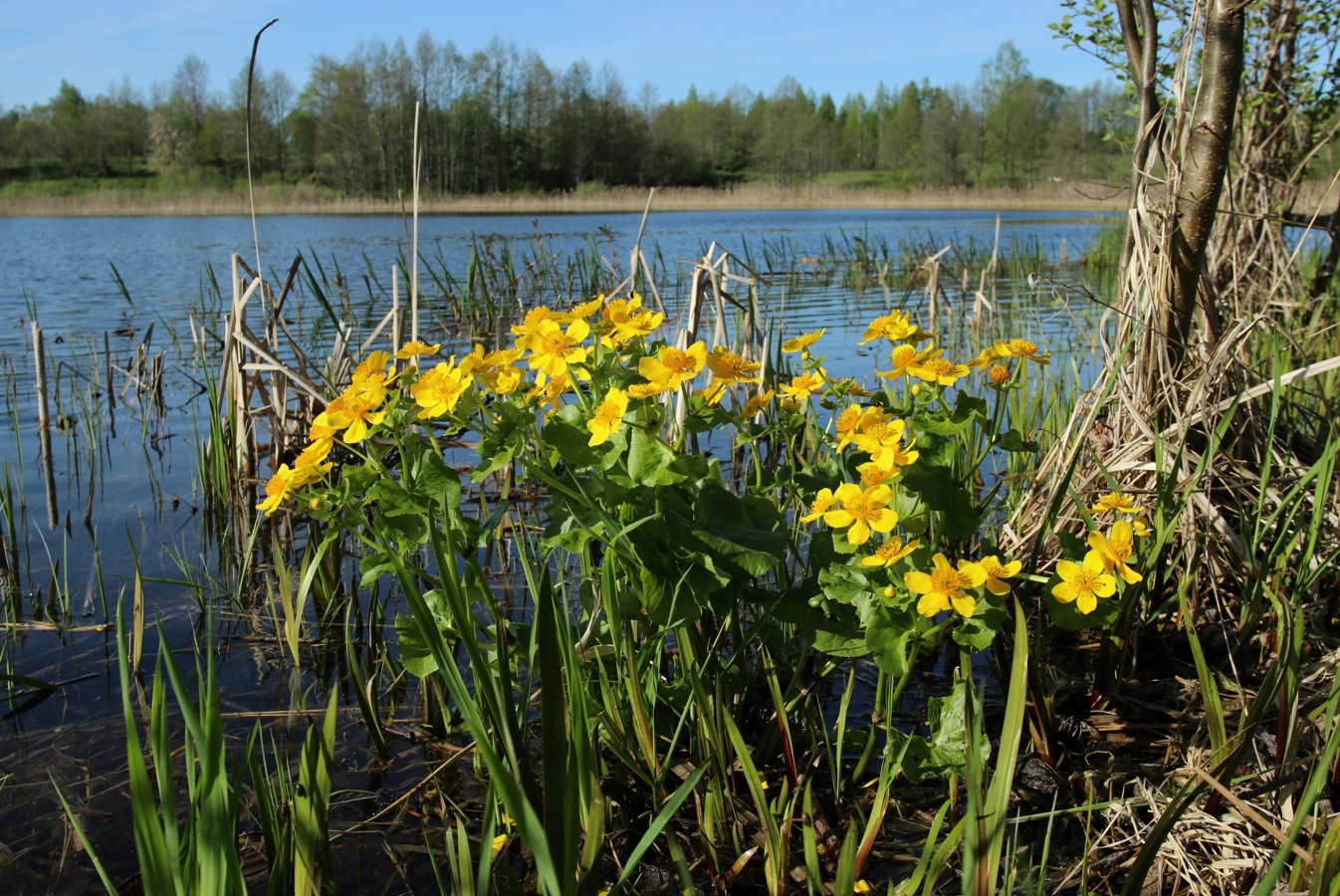 Изображение особи Caltha palustris.