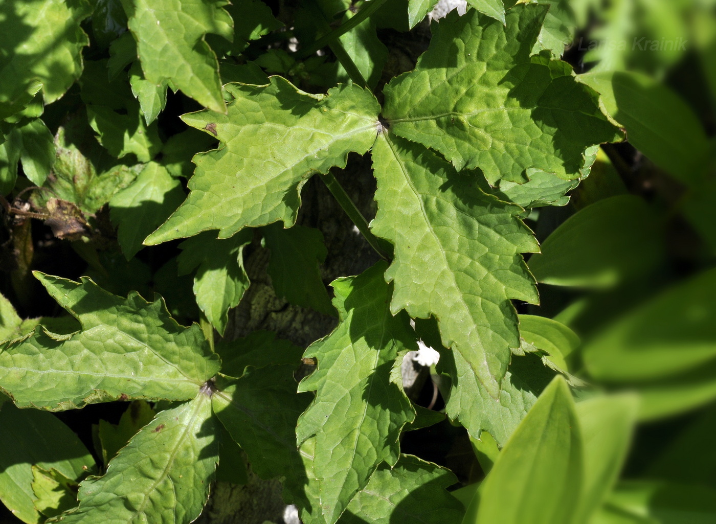 Изображение особи Sanicula chinensis.