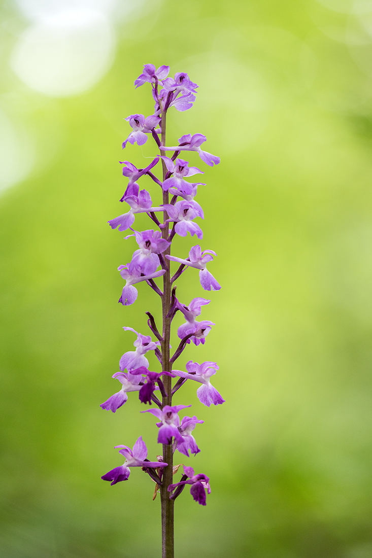 Изображение особи Orchis mascula.