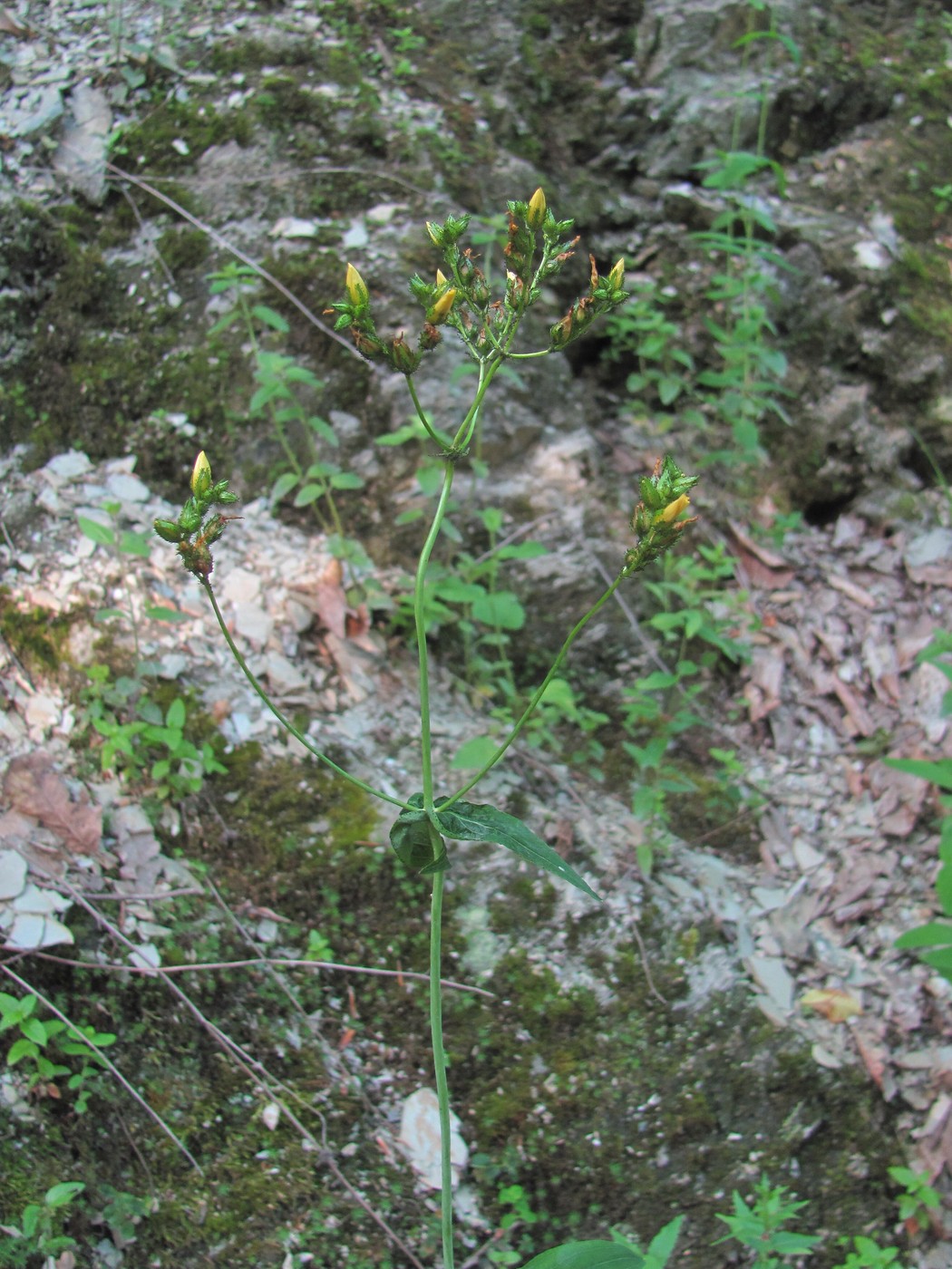 Image of Hypericum montanum specimen.