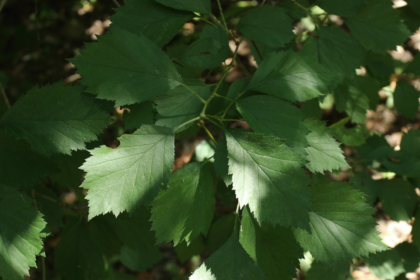 Изображение особи род Crataegus.