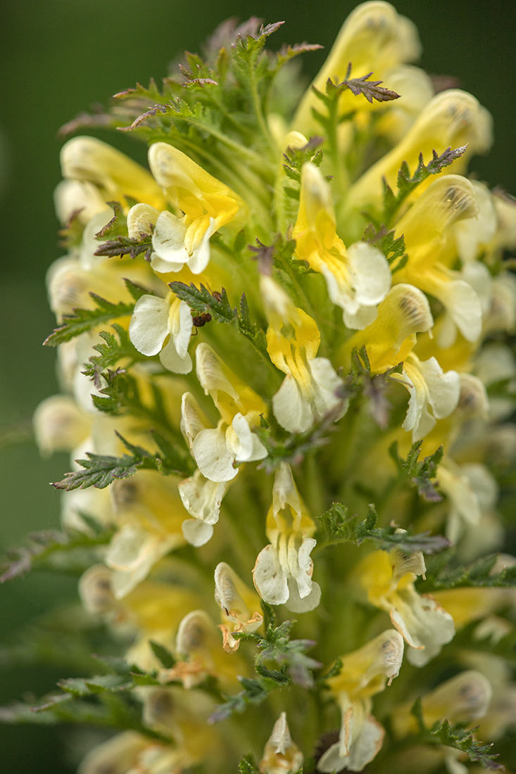 Image of Pedicularis condensata specimen.