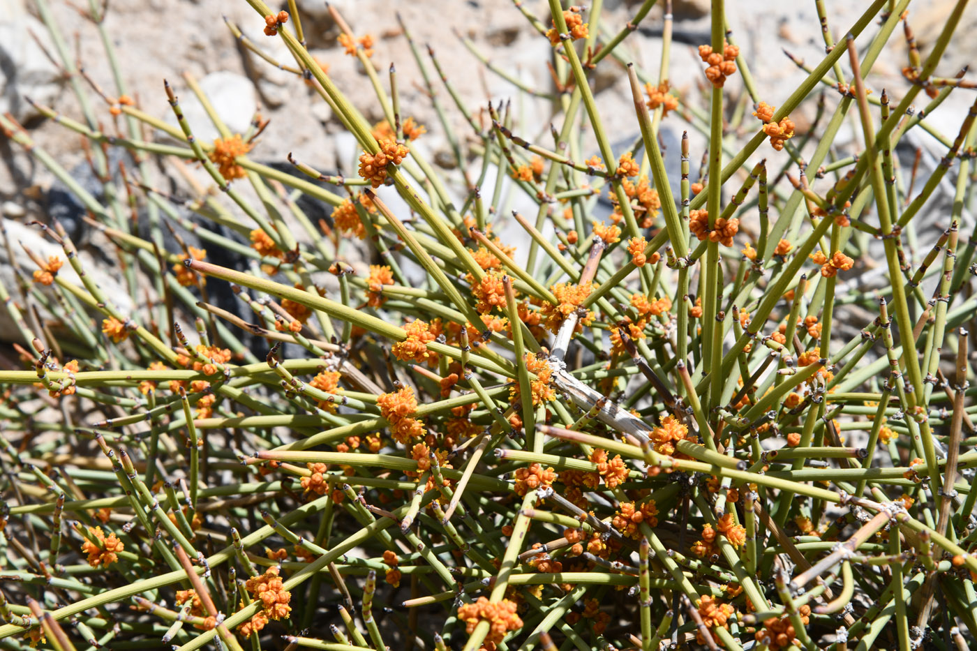 Image of genus Ephedra specimen.