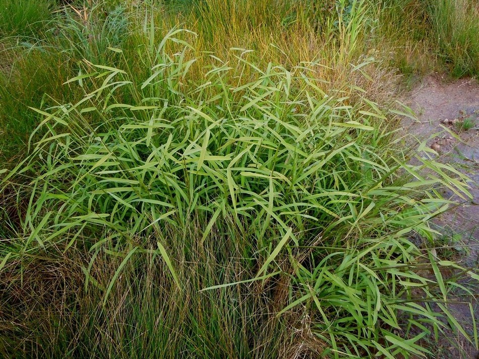 Image of Leersia oryzoides specimen.