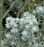 Teucrium capitatum