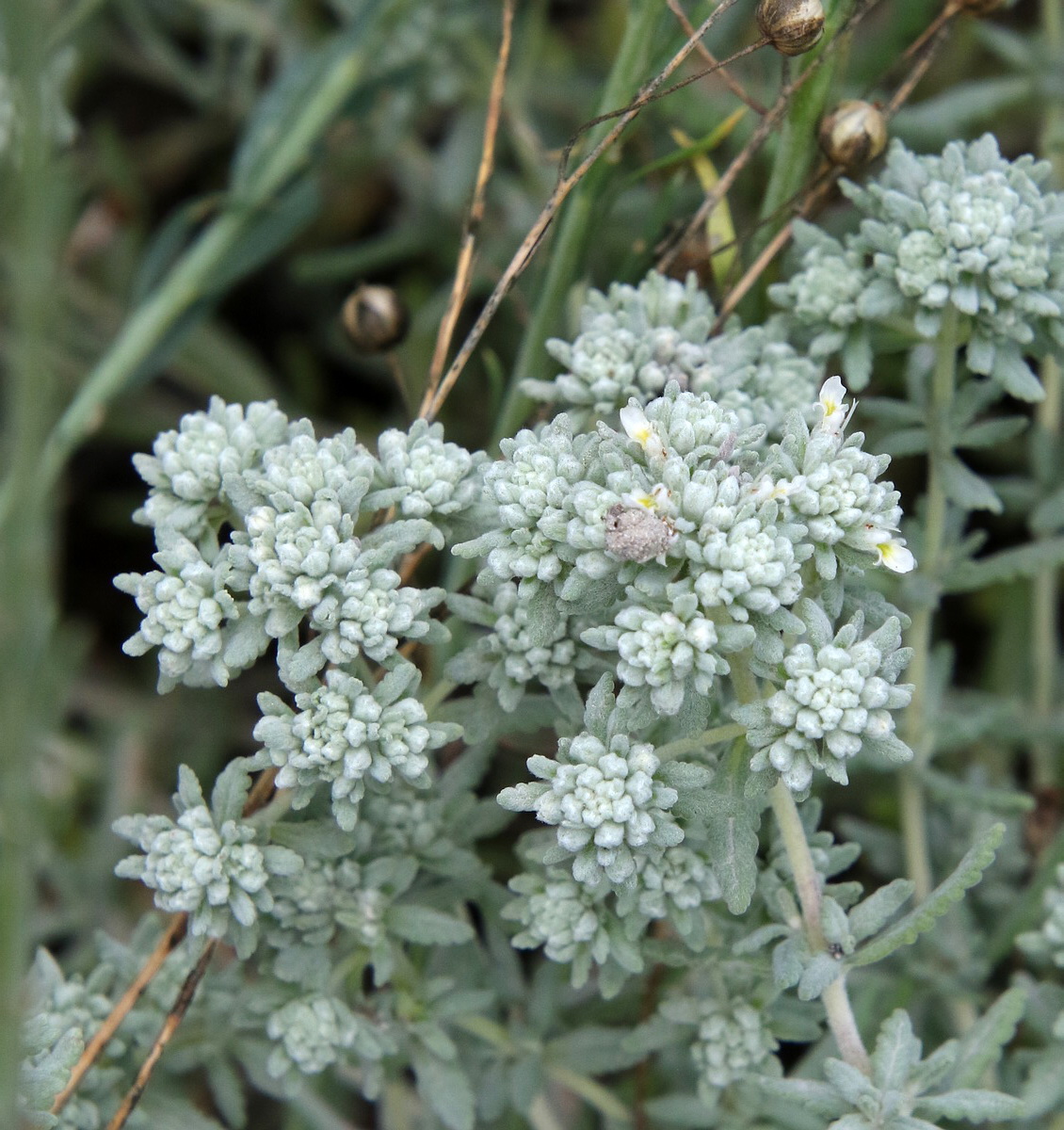 Изображение особи Teucrium capitatum.